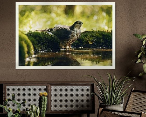 Aperçu de la chambre