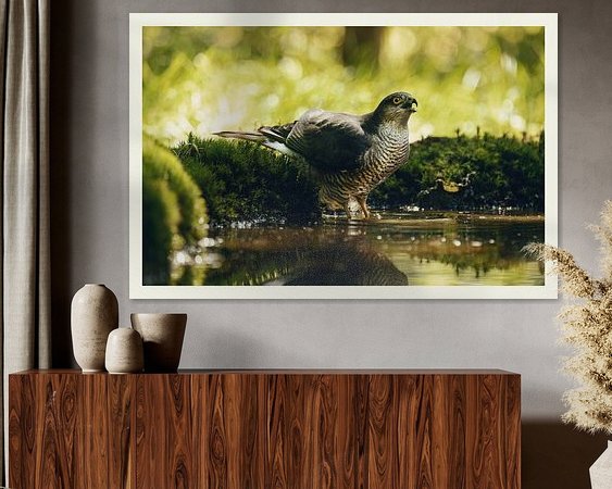 Aperçu de la chambre