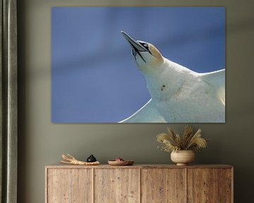 Jan-van-gent (Morus bassanus) in de vlucht van Tanja van Beuningen