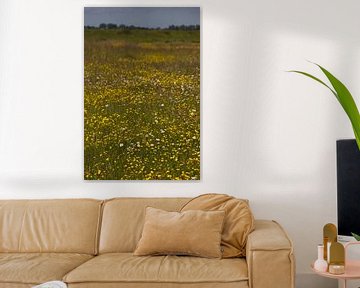 Field of yellow buttercups | Dutch nature by Kimberley Helmendag