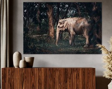 Éléphant d'Asie sous les projecteurs Fine art