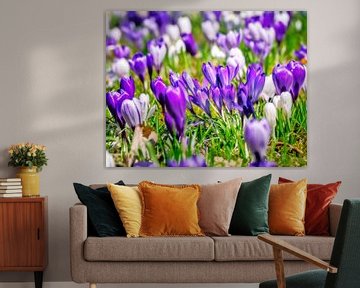 Printemps avec des fleurs de crocus mauves sur ManfredFotos