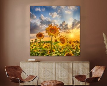 Sunflower field at sunset by Melanie Viola