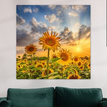 Champ de tournesols au coucher du soleil