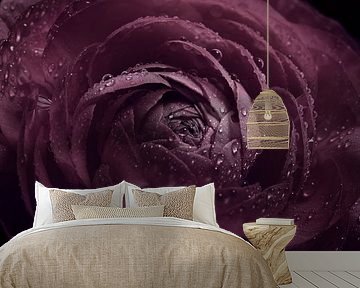 Dark purple - old pink flower with water droplets in the light by Marjolijn van den Berg