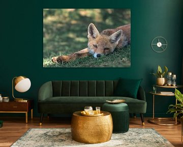 Young fox lies in the grass under a tree