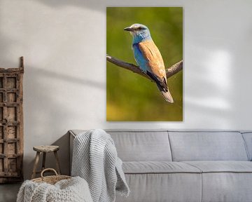 De Scharrelaar (European Roller), Coracias garrulus.