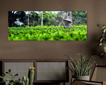 Tea plantation Indonesia by Giovanni della Primavera