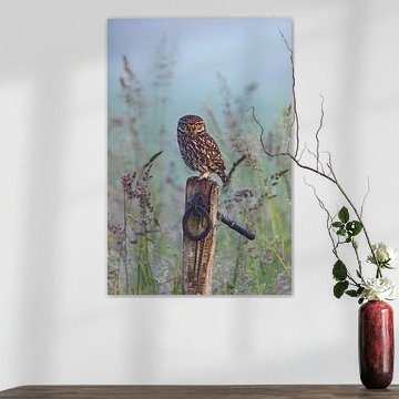 Steenuil, (Athene noctua).