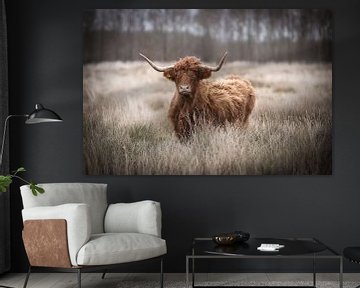 Schotse hooglander koe kijkt op door het gras van KB Design & Photography (Karen Brouwer)