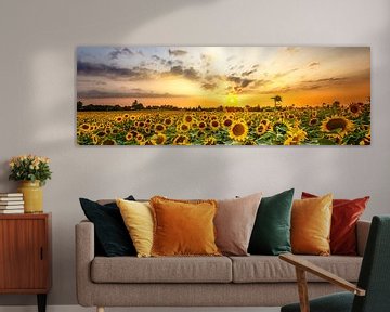 Sonnenblumenfeld im Sonnenuntergang von Melanie Viola