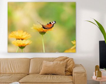Dagpauwoog vlinder op Gele Kamille. van Suzan Brands