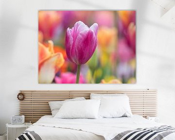 Paarse tulp met kleurrijke tulpen in achtergrond van Laurens de Waard