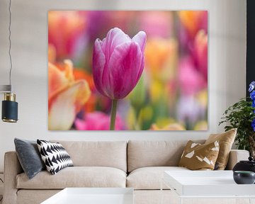 Paarse tulp met kleurrijke tulpen in achtergrond