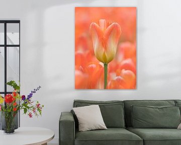 Oranje tulp met een oranje achtergrond