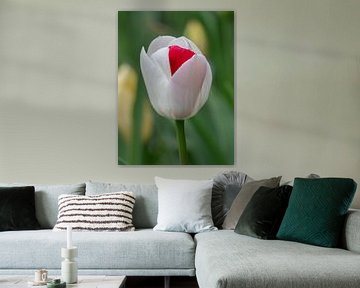 Unieke witte tulp met rood accent