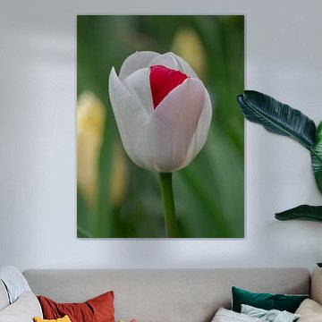 Einzigartige weiße Tulpe mit rotem Akzent