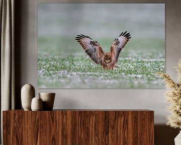 buizerd in een besneeuwd veld van Mario Plechaty Photography