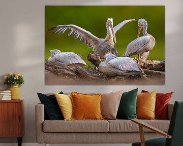 pelikanen op een drijvende boomstam van Mario Plechaty Photography