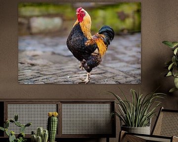 ein Hausgeflügelhahn auf einem Hühnerhof von Mario Plechaty Photography