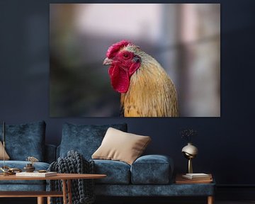 ein Hausgeflügelhahn auf einem Hühnerhof von Mario Plechaty Photography