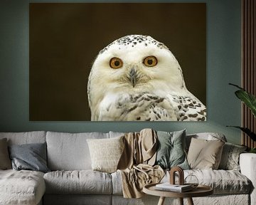 a head portrait of a snowy owl by Mario Plechaty Photography