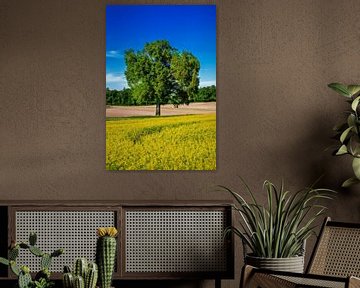 Een enkele boom bij een geel koolzaadveld en blauwe lucht van ManfredFotos