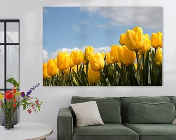 gelbe Tulpen mit einem schönen blauen Himmel und Wolken von W J Kok