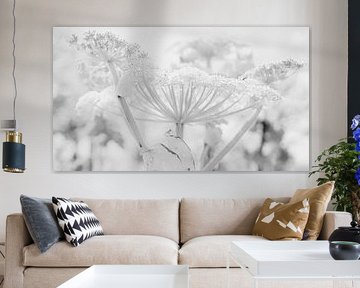 Hogweed in the Hoeksche Waard by Ria Bense
