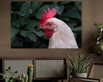 White chicken with red headdress by Ulrike Leone