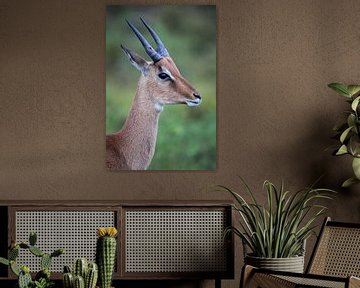 Impala (Aepyceros melampus) von Dirk Rüter