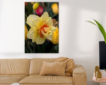 a yellow orange ornamental tulip by W J Kok