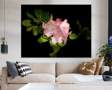 Rhododendron by Marianna Pobedimova