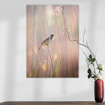 Teichrohrsänger im Gegenlicht 2