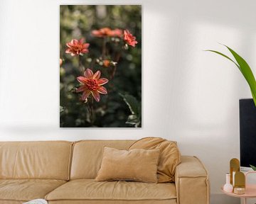 Dahlias by Mayra Fotografie