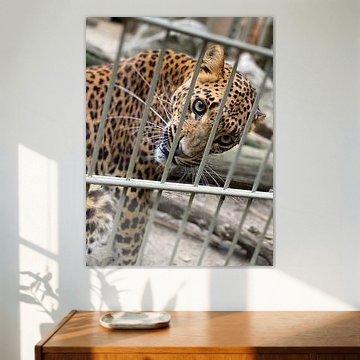 Panthère en captivité