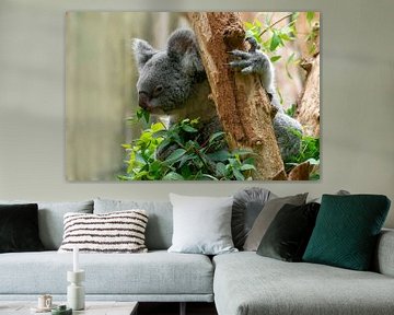 Een schattige koalabeer zittend in een boom van Mario Plechaty Photography