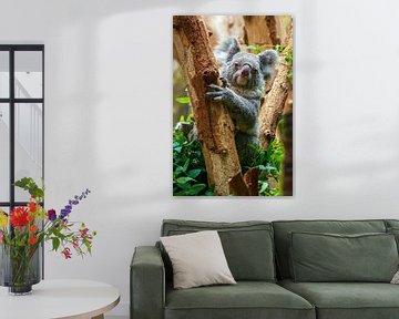 Un adorable koala assis dans un arbre sur Mario Plechaty Photography