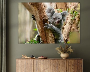 Een schattige koalabeer zittend in een boom van Mario Plechaty Photography