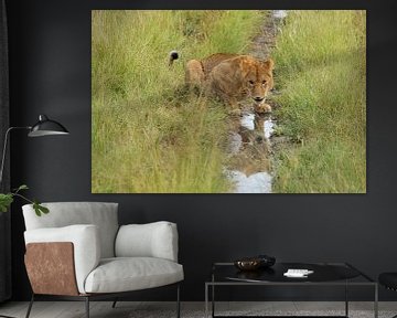 Lion in the Lobo Hills in the north of the Serengeti