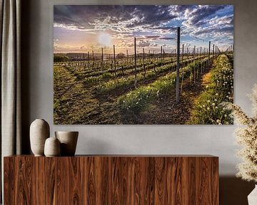 Vineyard on the Fromberg by Rob Boon