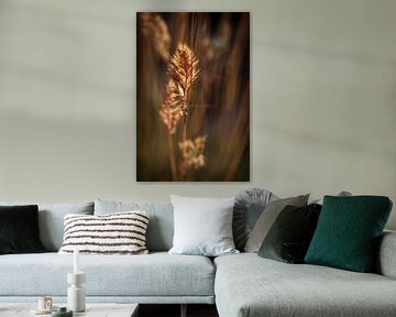 Golden Grass Palm by Rob Boon