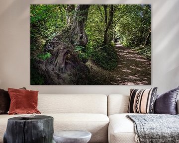 Un arbre aux formes étranges à Camerig sur Rob Boon