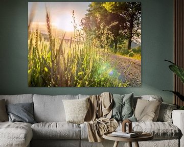 Pfaffendorf, Saxon Switzerland - Grain ears in sunlight by Pixelwerk