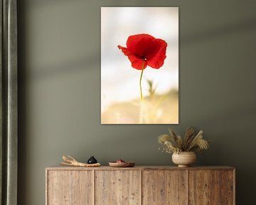 Vintage poppy by Winanda Winters