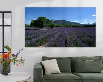 Lavender field in Drôme Provençale by Peter Bartelings