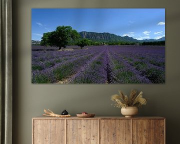 Lavendelveld in Drôme Provençale van Foto Amsterdam/ Peter Bartelings