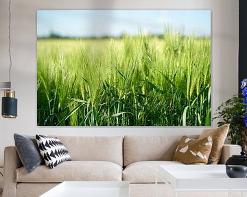 Barley in a field by Heiko Kueverling