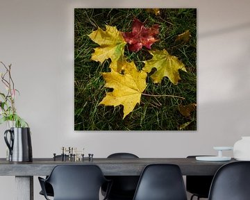 Blätter eines Ahorn mit leuchtend gelber Herbstfärbung von Heiko Kueverling