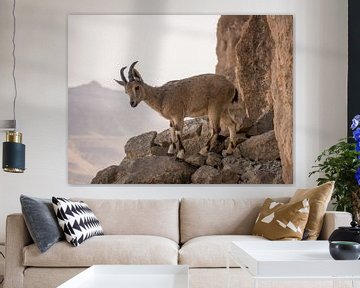 Steenbok in Mitzpe Ramon, Israël van Janny Beimers